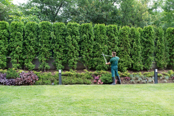  Queens, NY Tree Removal and Landscaping Services Pros